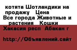 котята Шотландики на продажу › Цена ­ 5 000 - Все города Животные и растения » Кошки   . Хакасия респ.,Абакан г.